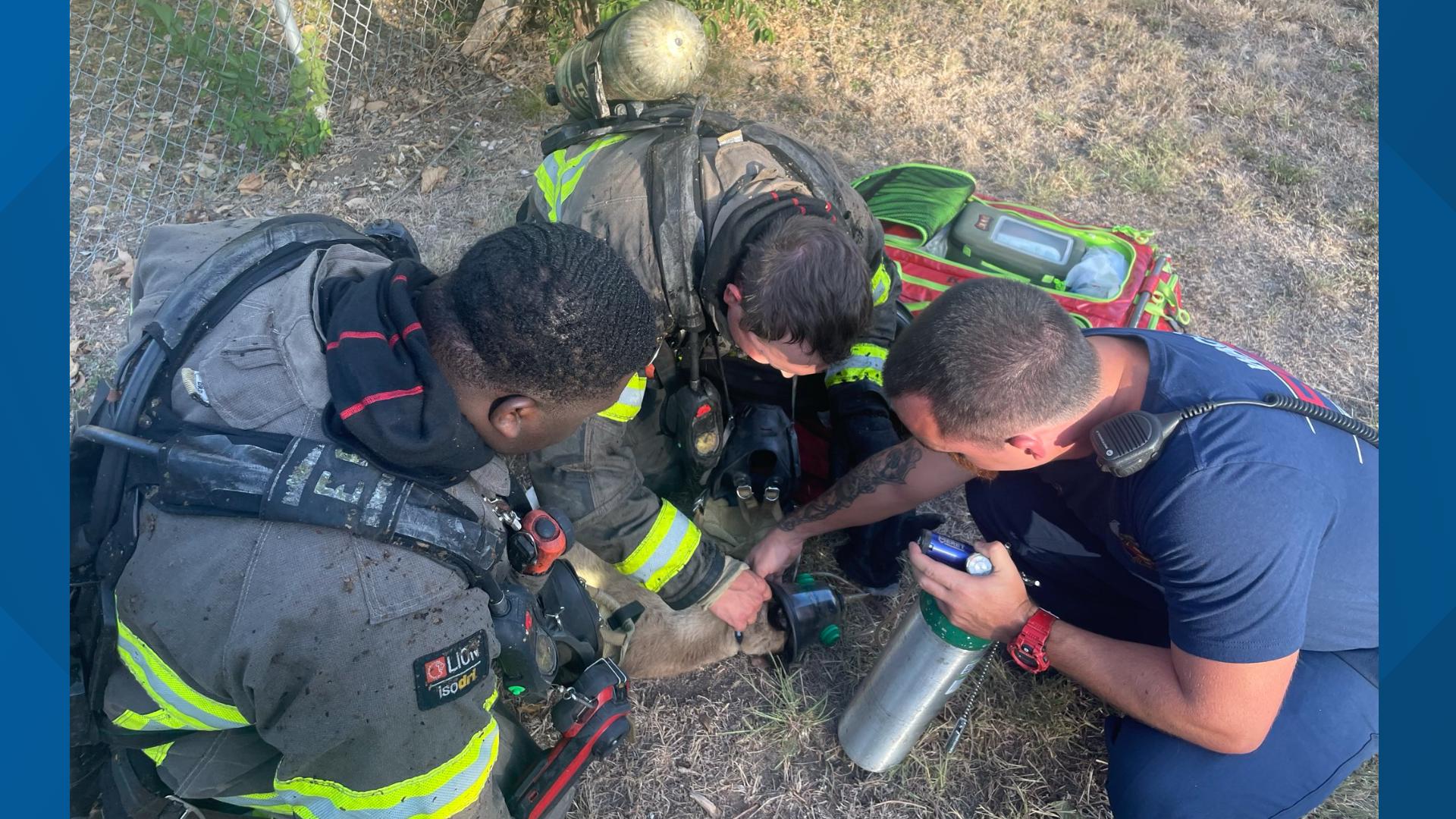 Waco Fire Department rescues multiple pets from house fire