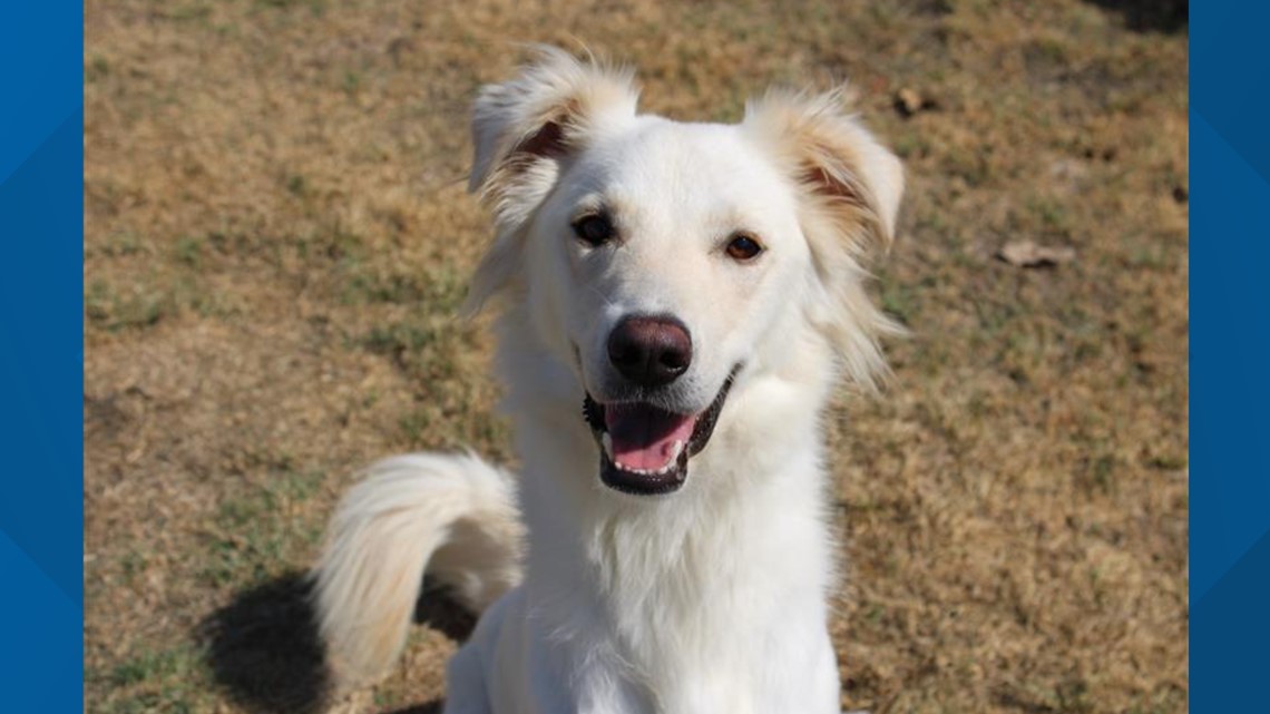 Texas News: Perfect Pet Johnny! - Vimarsana News
