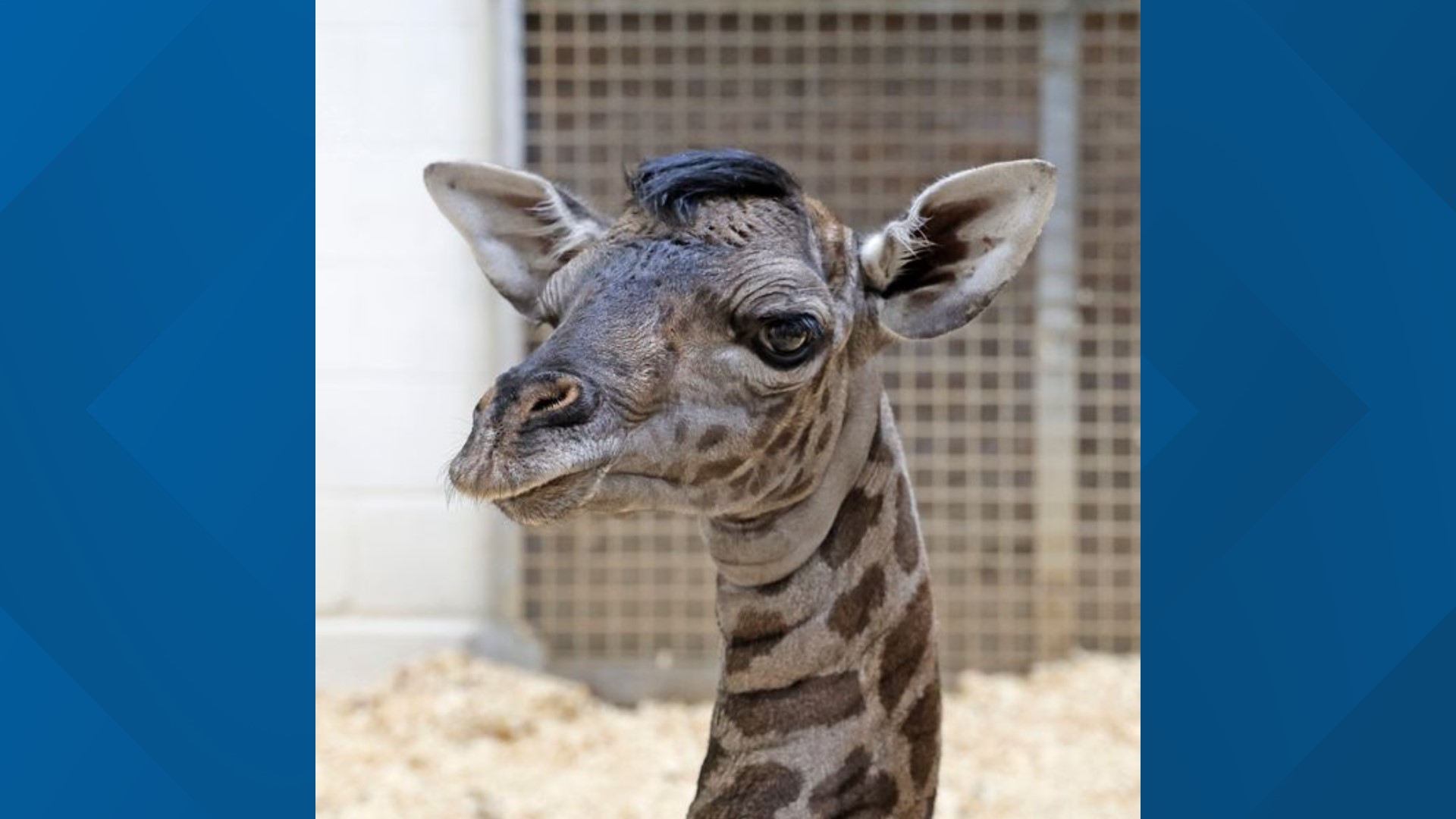 Waco, Texas News | Masai giraffe is born at Cameron Park Zoo | kcentv.com