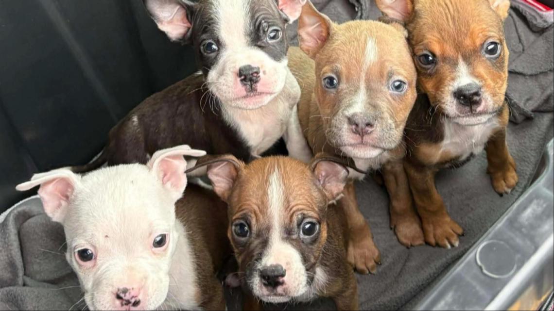Killeen Park Puppies | From abandoned box to loving foster care
