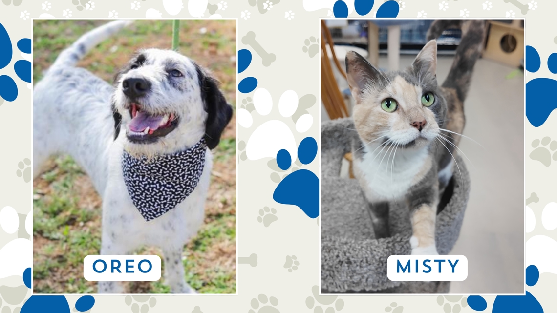 Perfect Pet: Meet Oreo and Misty!