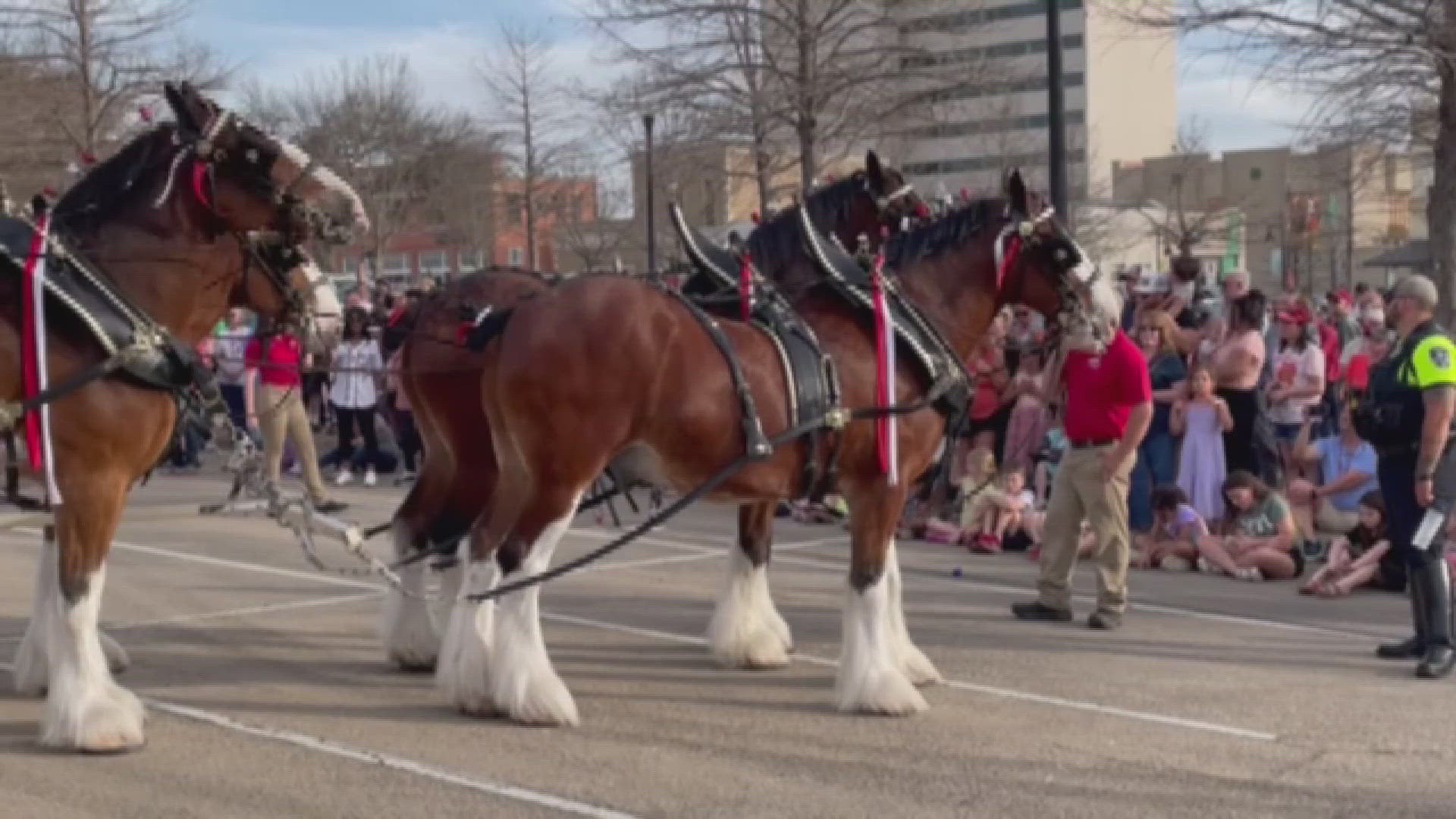 budweiser-clydesdales-visit-temple-kcentv