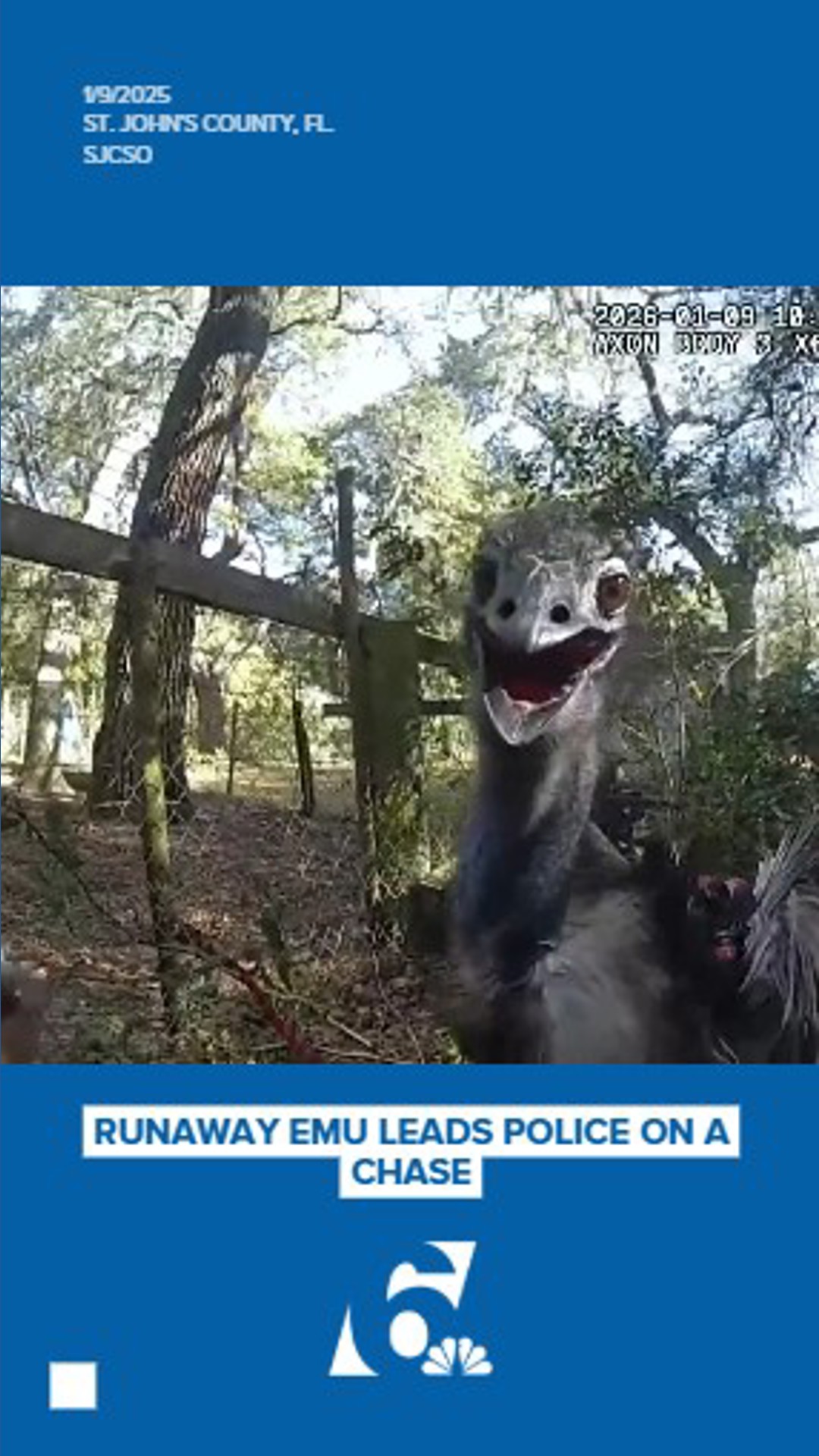 Body Cam: Runaway Emu leads authorities on a chase | kcentv.com