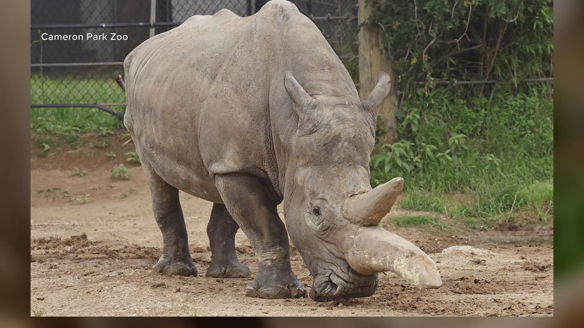 The zoo said Jabba died peacefully at the age of 43, being one of the oldest males of his species in the global zoo population.