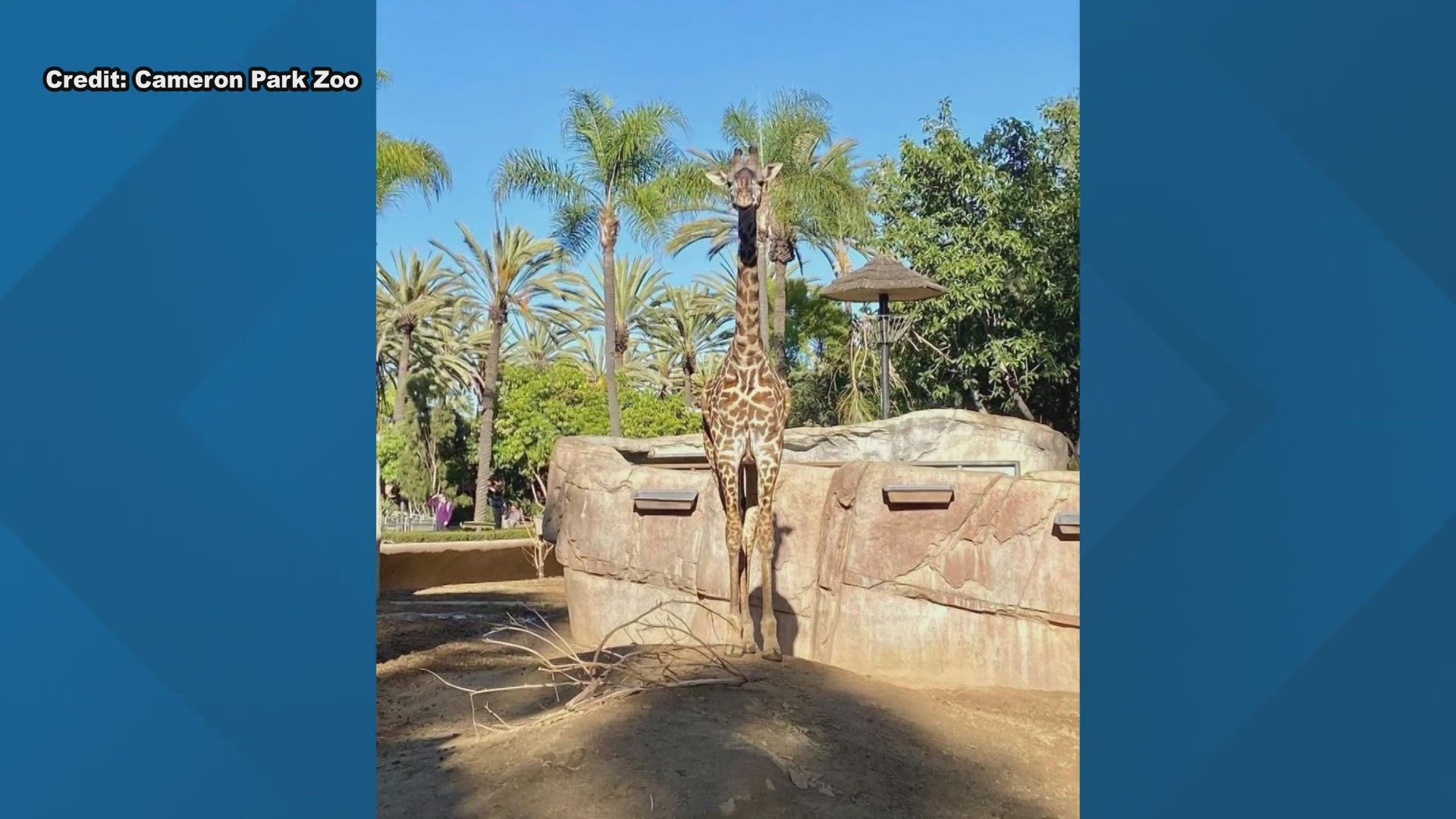 The zoo says that Eleanor will be quarantined for at least 30 days before being introduced to Dane and Jenny, the other giraffes also residing there.