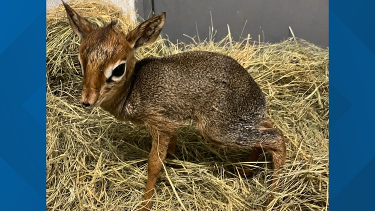 Lol Kroniek actie Cameron Park Zoo welcomes new baby dik-dik on April 19 | kcentv.com