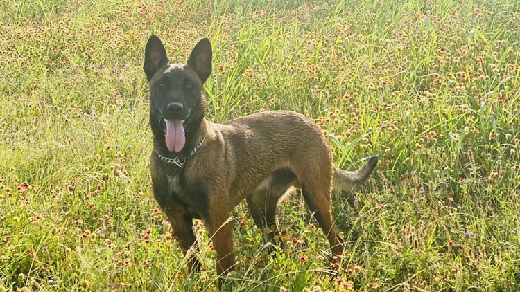 Killeen PD's K9 police dog to receive bulletproof, stab proof vest