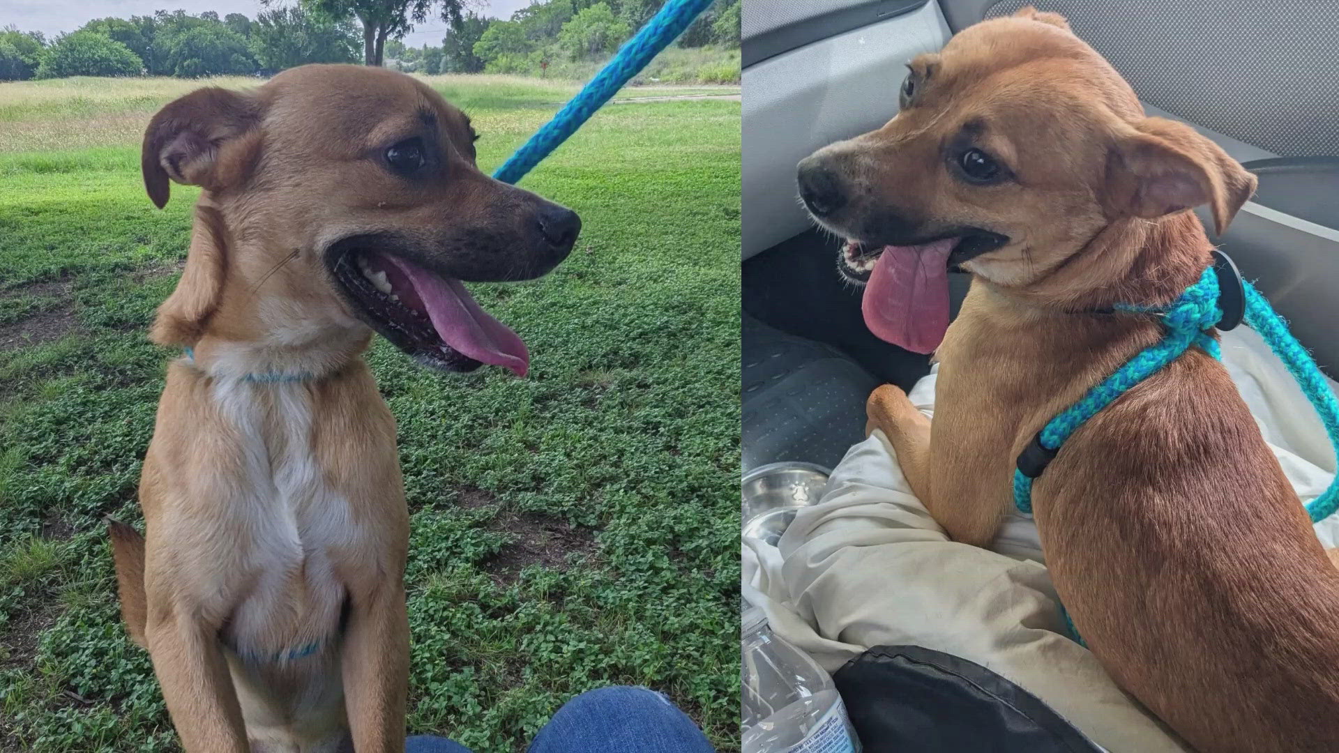 Texas Today is highlighting this weeks Perfect Pet up for adoption at the Killeen Animal Shelter. 