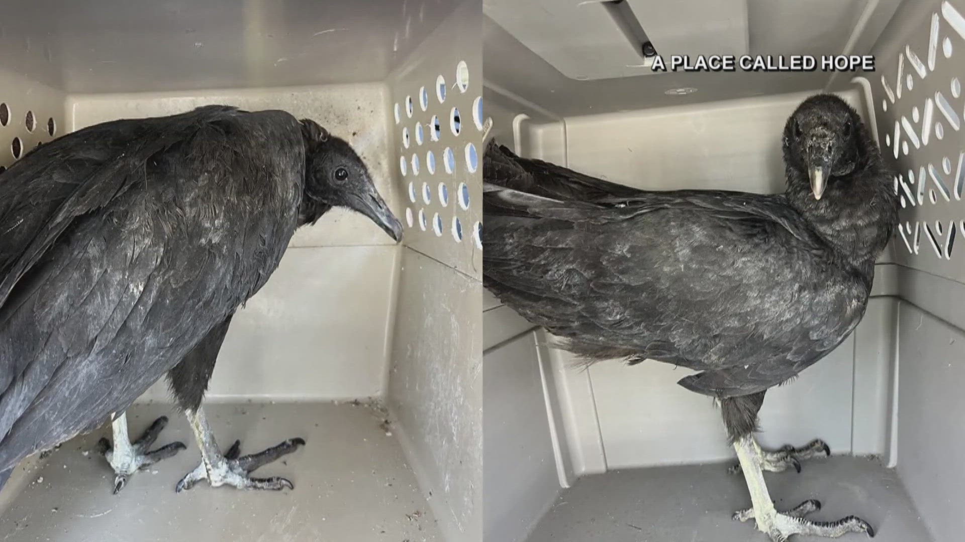 A wildlife facility picked up the vultures, who they said appeared to be dying, but after some tests, they discovered the birds were just drunk.