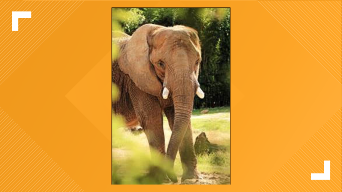 Cameron Park Zoo mourns loss of African elephant, Tanya