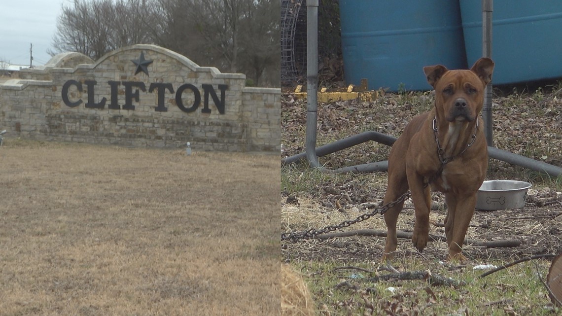 Central Texas city dealing with dogs on the run - Vimarsana News