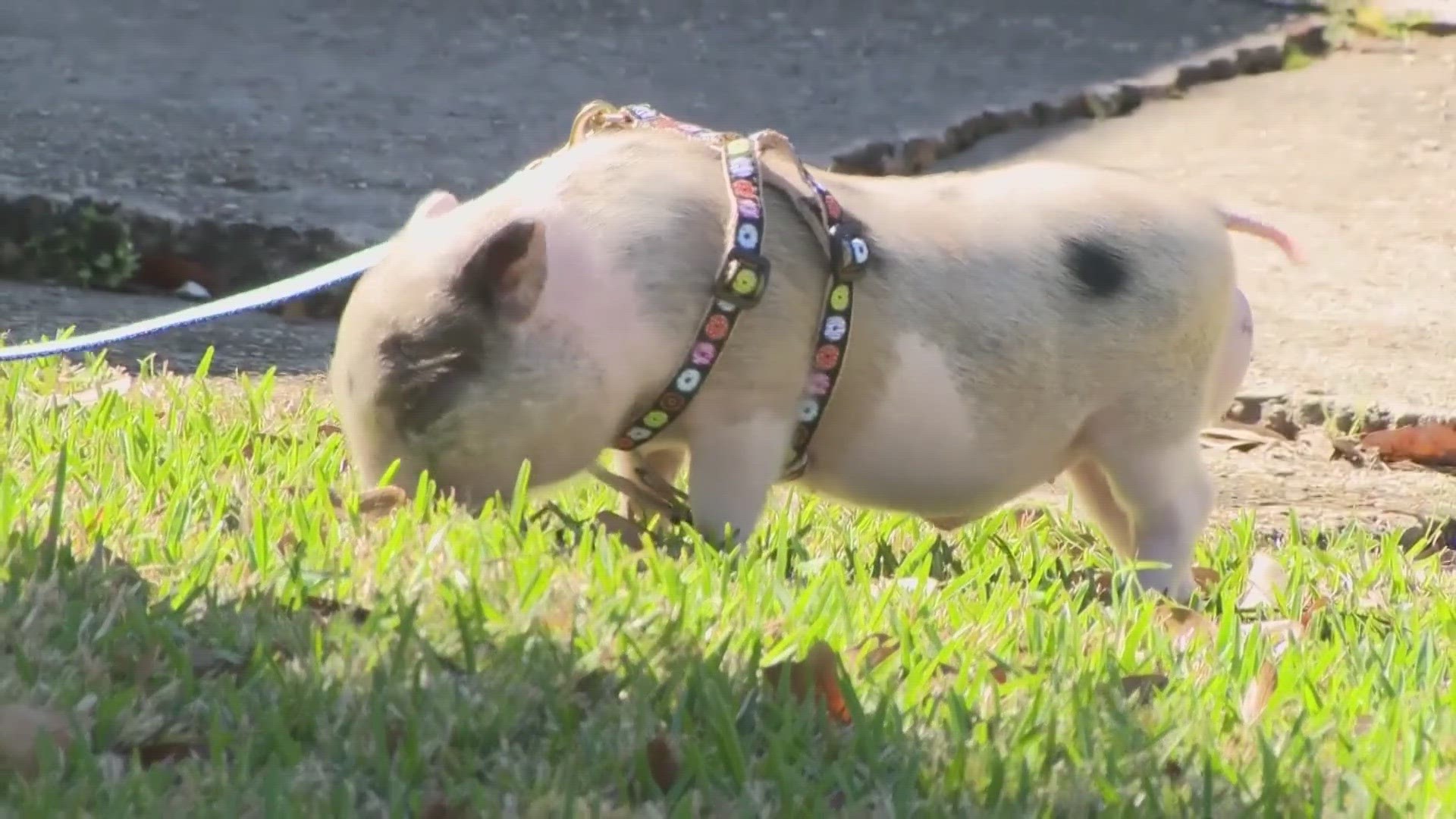 Pig rescued from Mardi Gras celebration in New Orleans