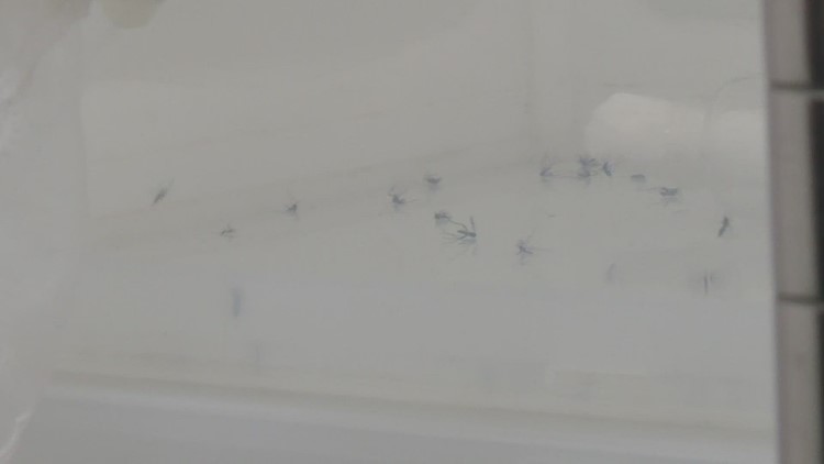 Mosquitos return in full force with the heat