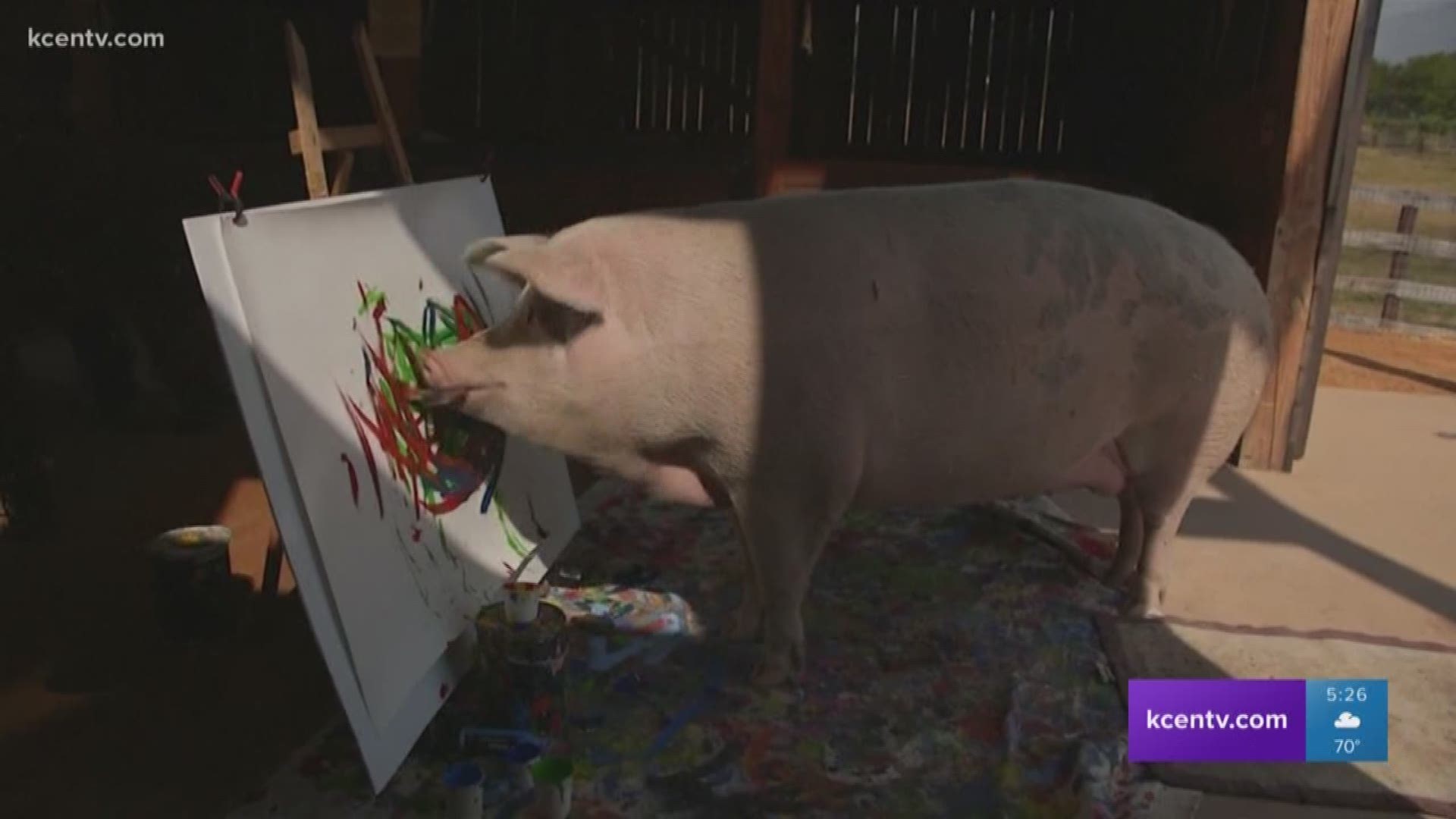 A rescued pig in South Africa named "Pigcasso" has become an art sensation.