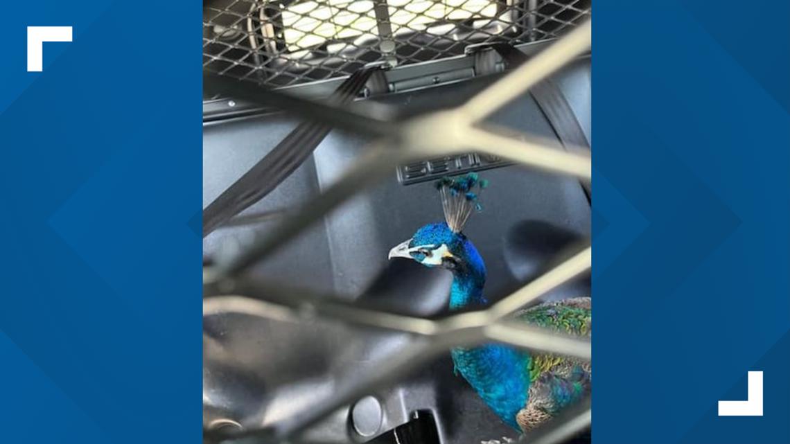 Waco, Texas Police Department finds missing peacock May 18 - Vimarsana News