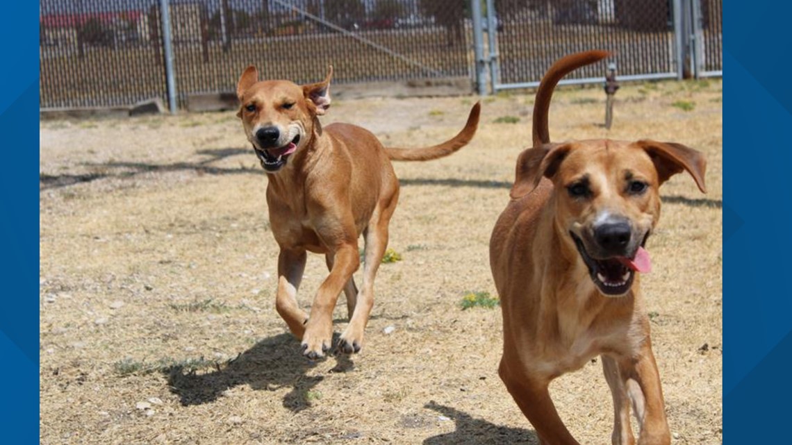Texas News: Perfect pets Cinnamon and Ginger - Vimarsana News