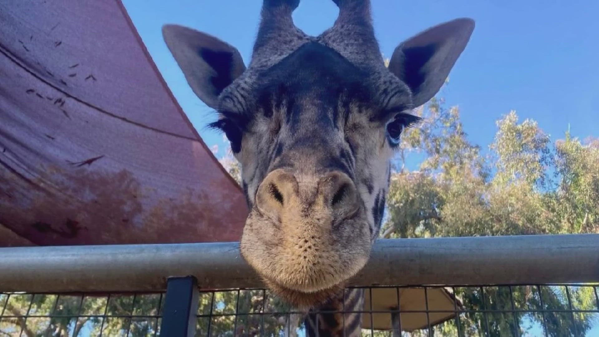 Eleanor will be quarantined for at least 30 days. When it ends, she will then be introduced to Dane and Jenny, a reticulated giraffe who shares the habitat.