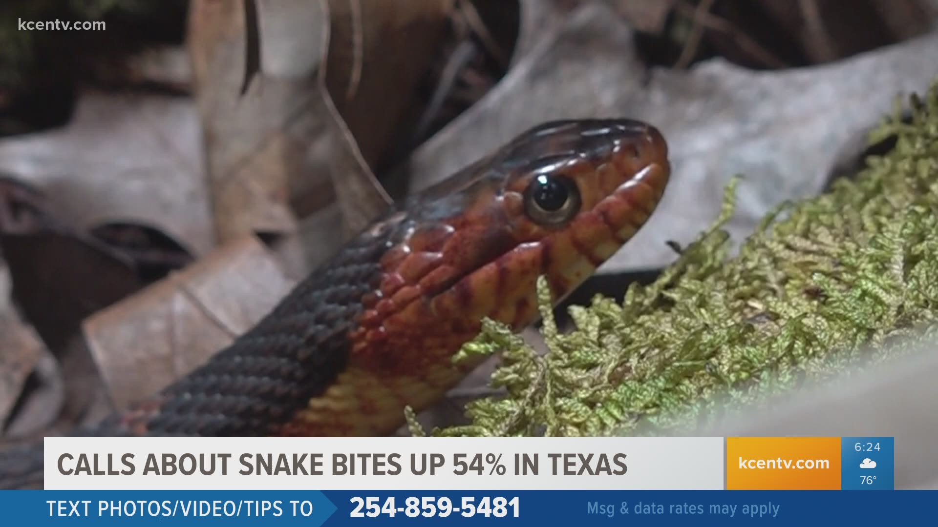 A local expert shows us which species are native to Central Texas, and explains what you should do if you come across one.