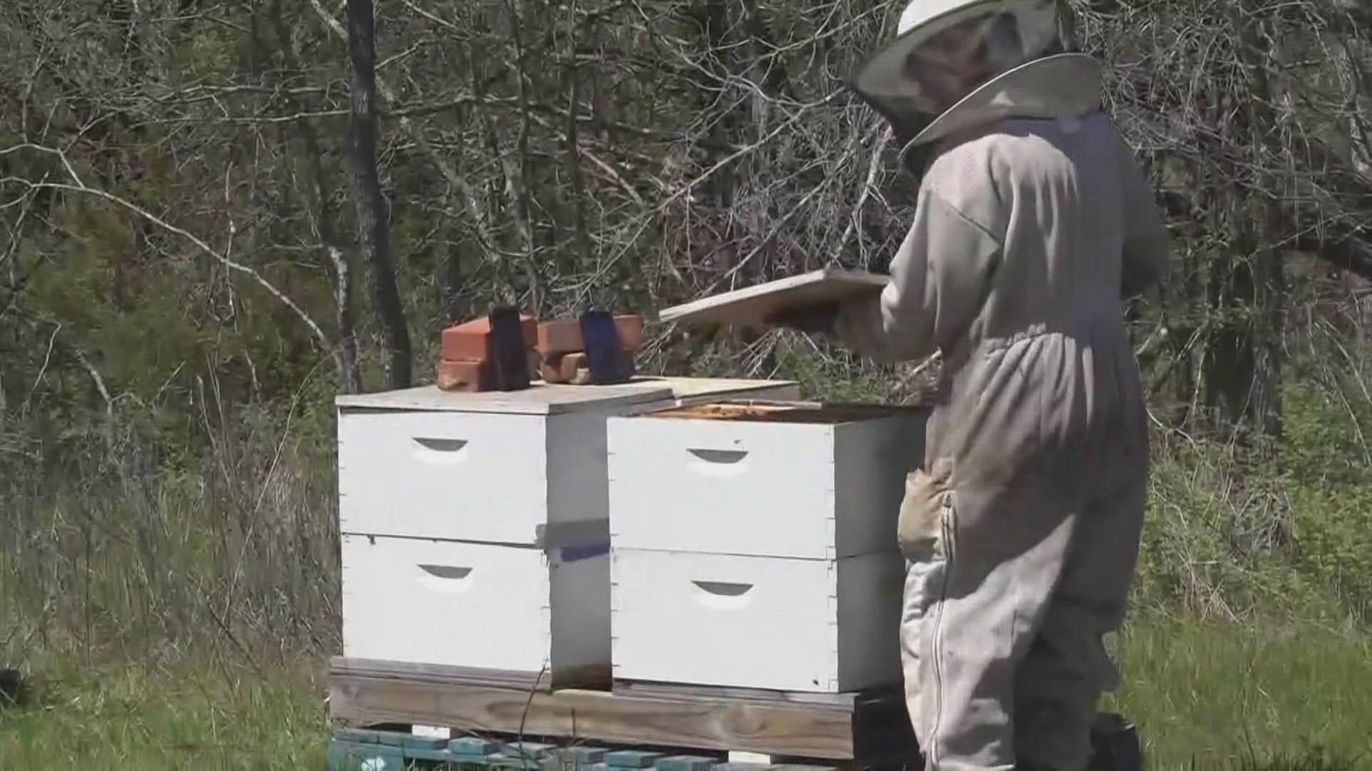 Melinda Sheffield says she has lost 50% to 100% of her honeybee colonies