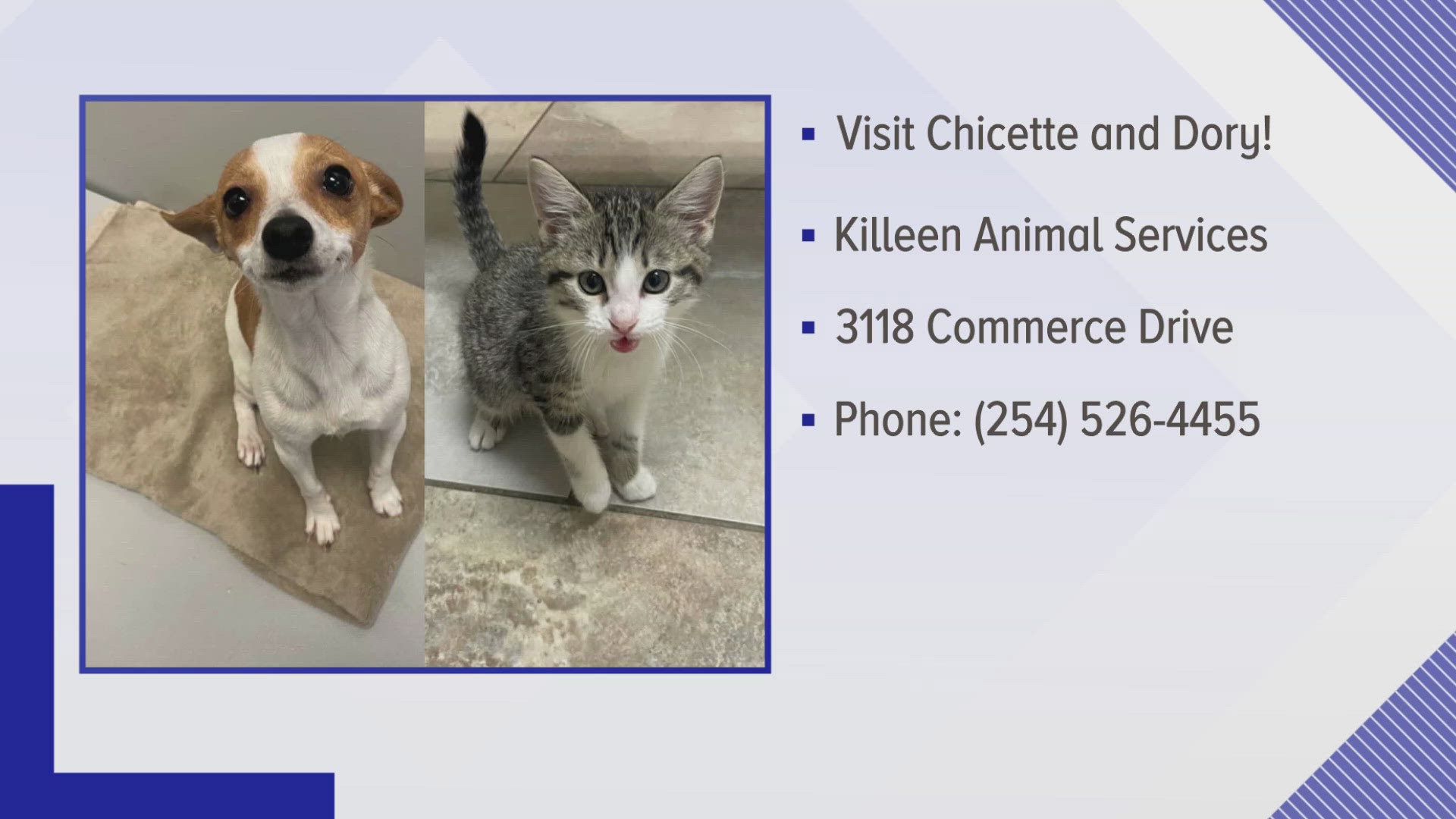 6 News' Pets of the Week are both lovable, sweet animals looking for their forever homes.