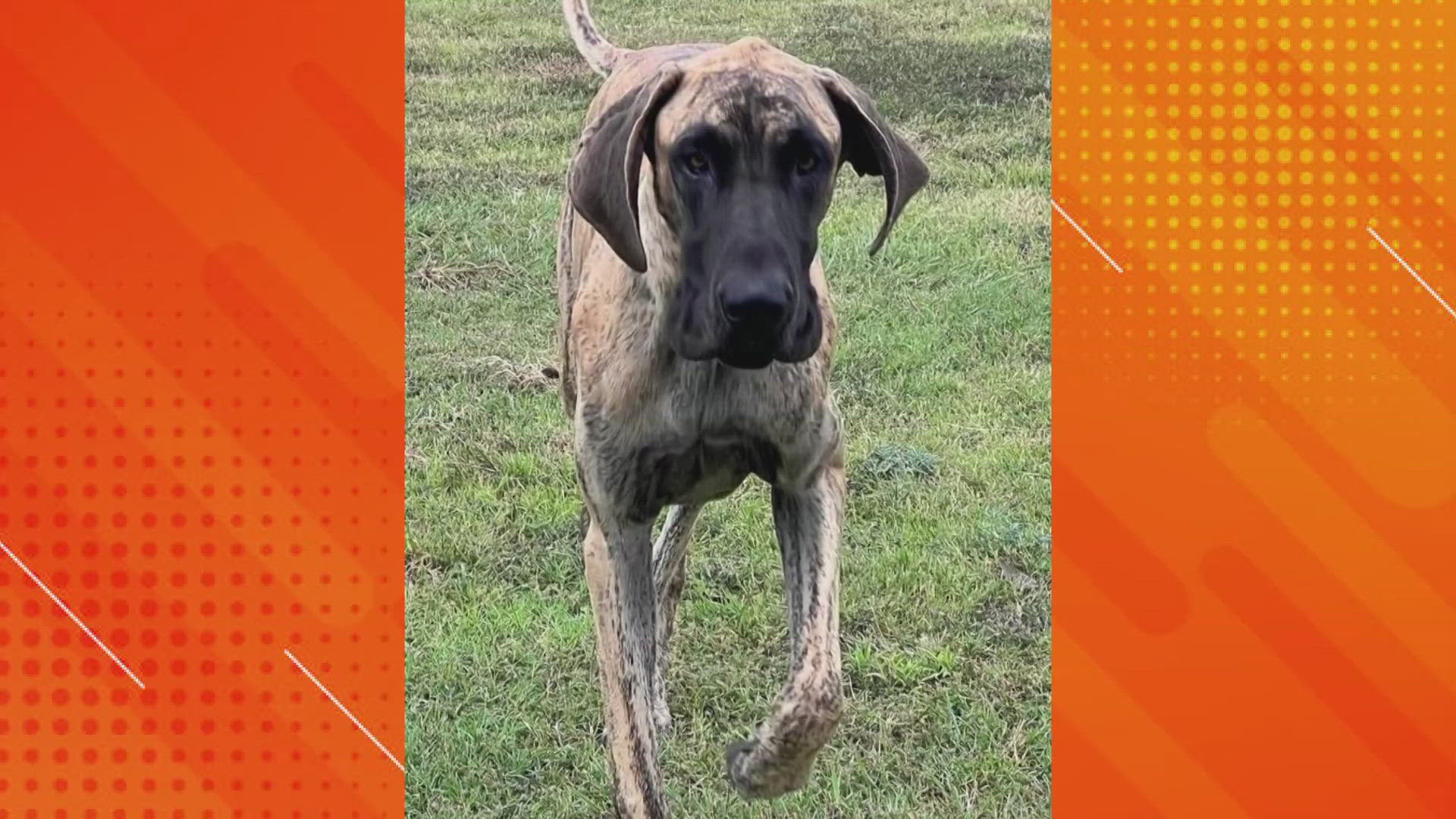 Diesel is a Great Dane mix. Molly is a Labrador retriever mix and Riley is a brown tabby cat.