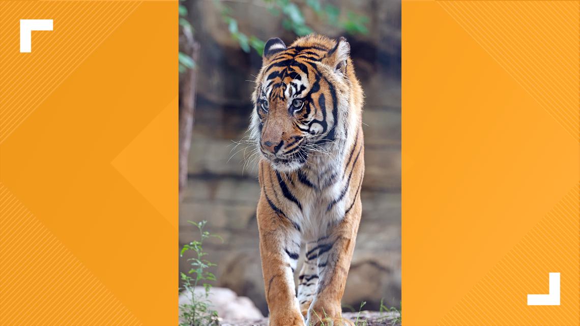 Cameron Park Zoo announces passing of male Sumatran Tiger Kucing ...