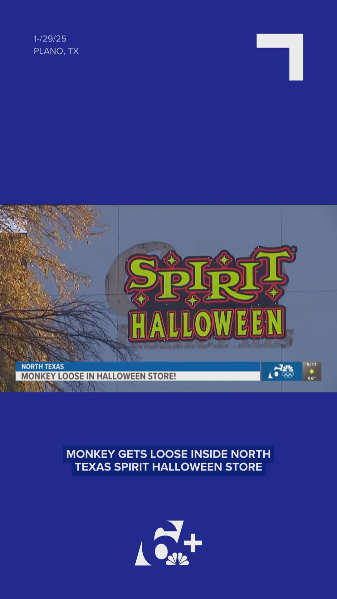 Monkey gets loose in North Texas Spirit Halloween store