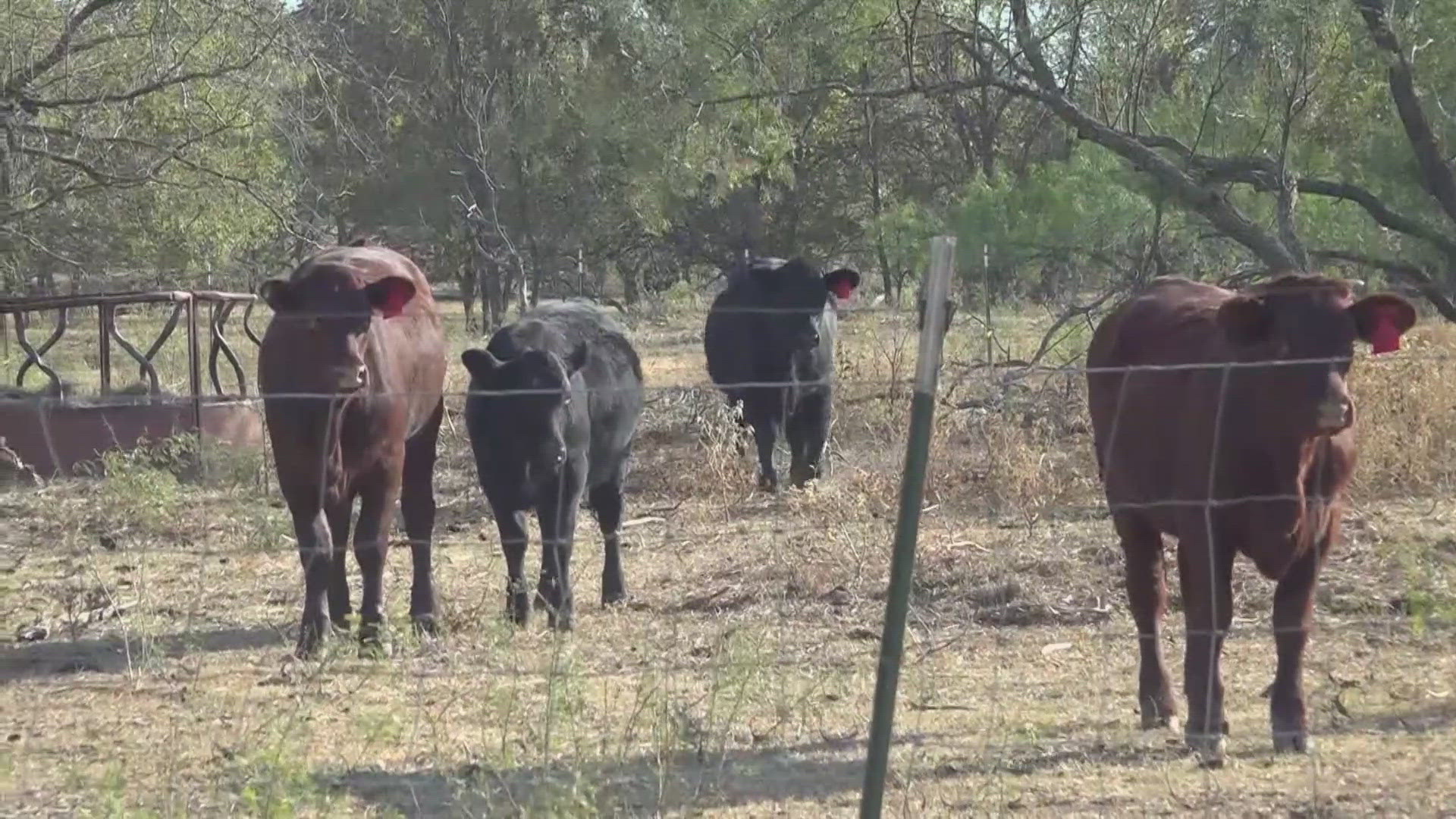 A persistent drought has left ranchers scrambling to adapt with only one day of rain so far this month. 