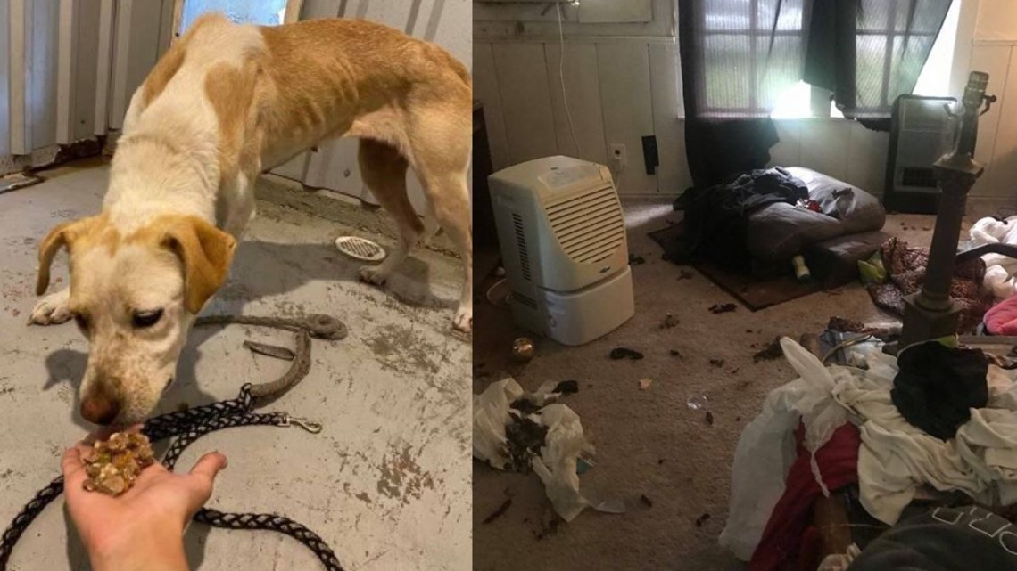 2 arrested after Bosque Co deputies find child, dogs unsafe home - Vimarsana News