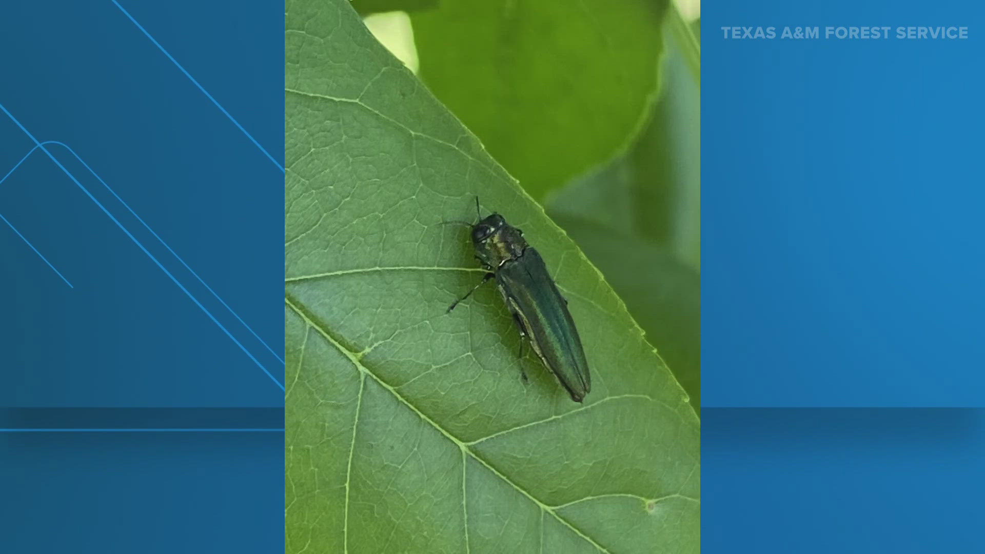 The emerald ash borer is considered one of the most invasive pests in the country.