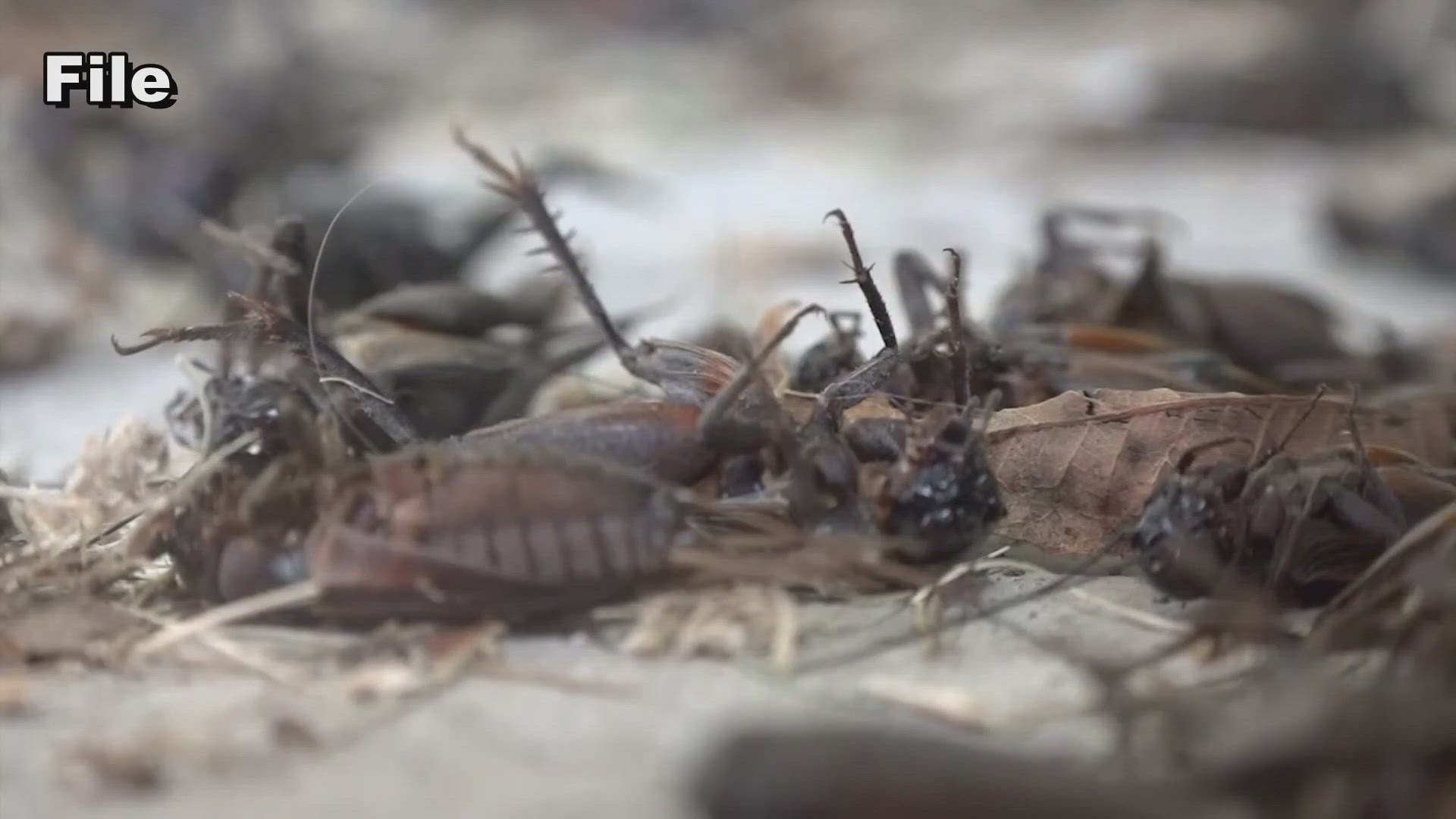 Black crickets are everywhere. Here's what to do about it.