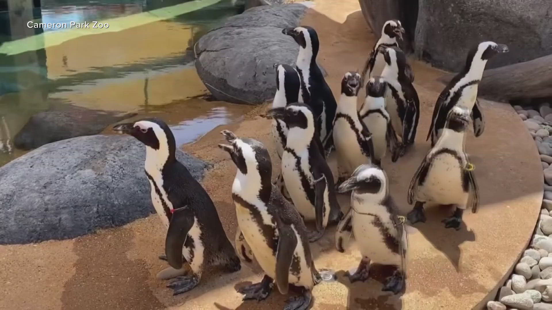 22 South African penguins were introduced to eager and curious faces today at the Cameron Park Zoo in Waco. It's the largest colony of African Penguins in Texas!