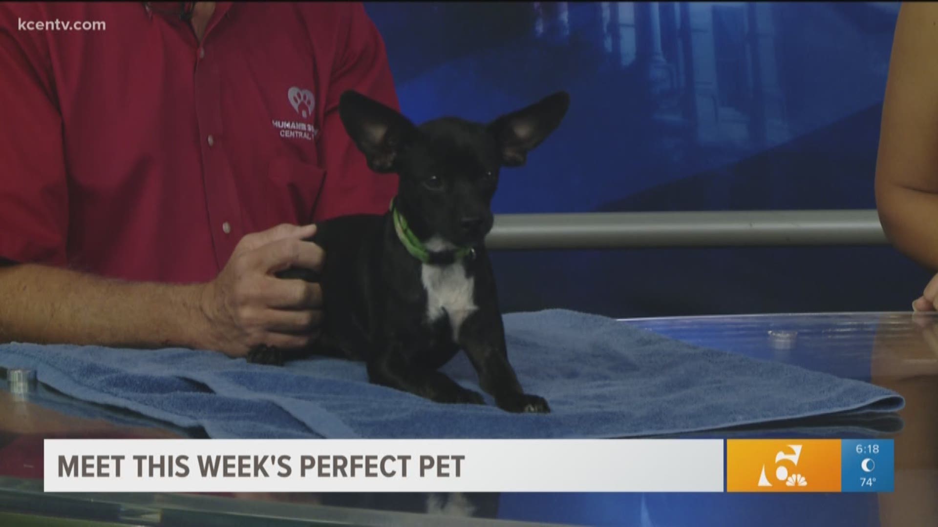 Meet this week's perfect pet Seattle. You can adopt them from the Humane Society of Central Texas.