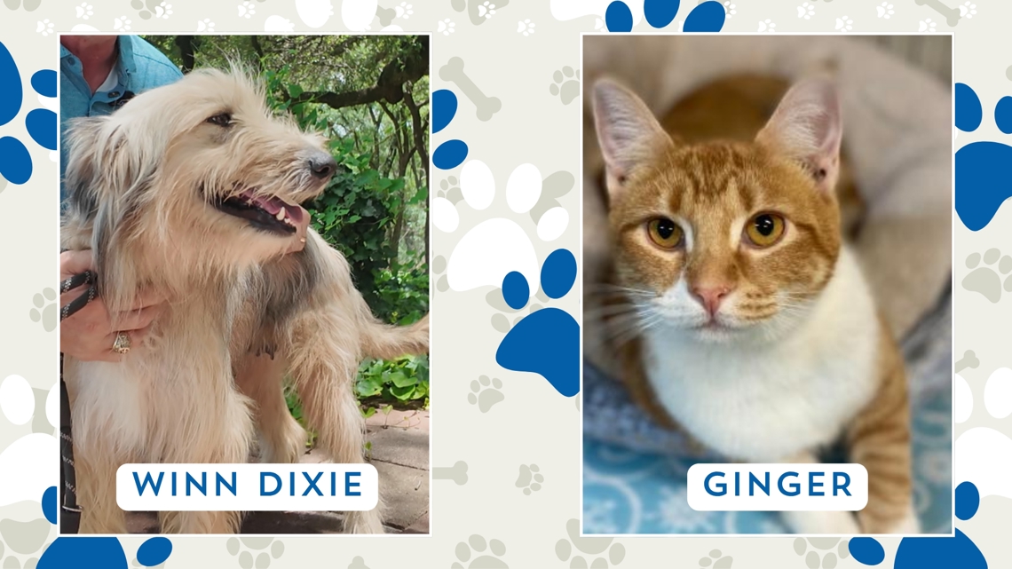 Perfect Pet: Meet Winn Dixie and Ginger!
