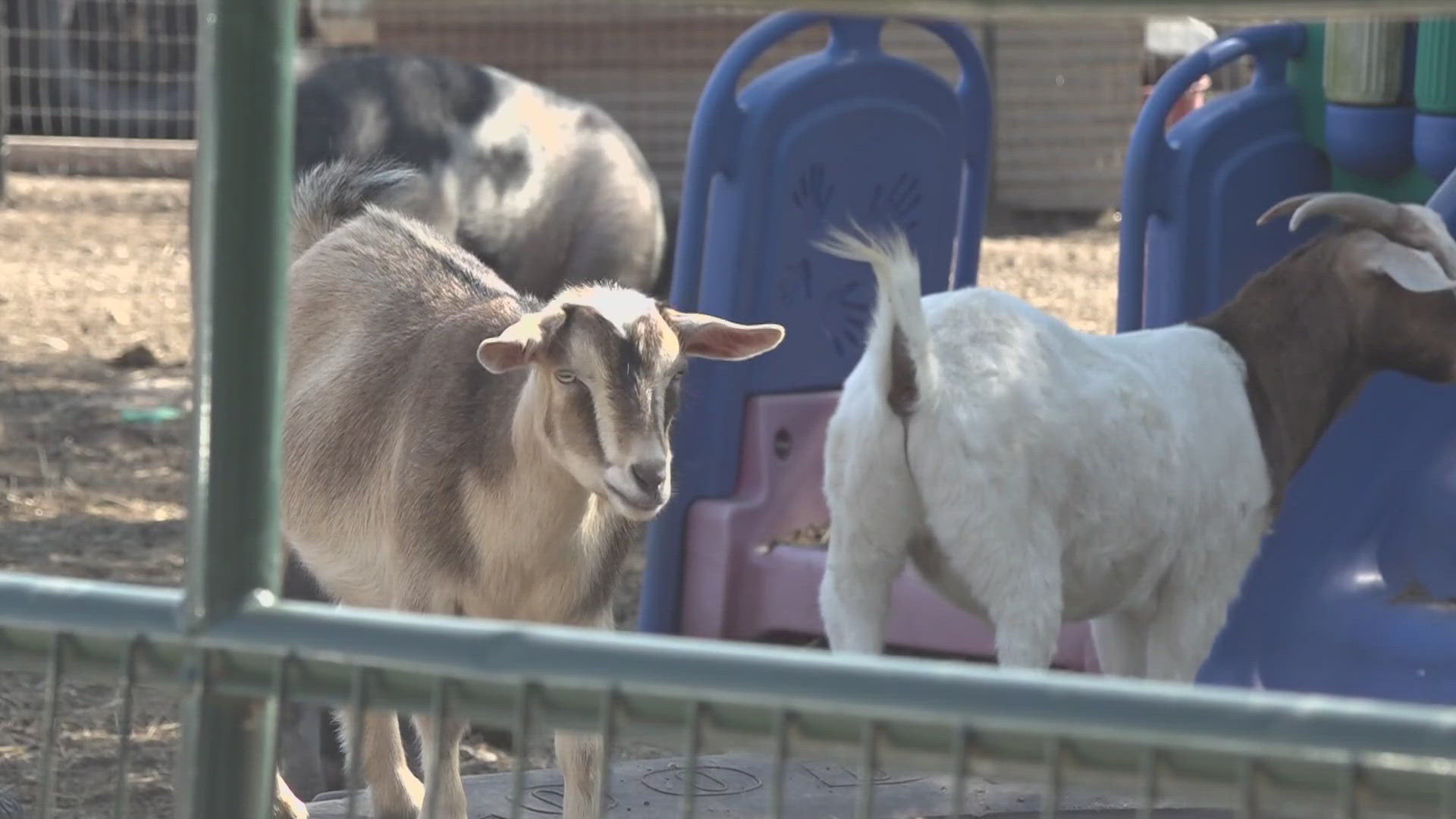 Rescue zoo relocates to panhandle