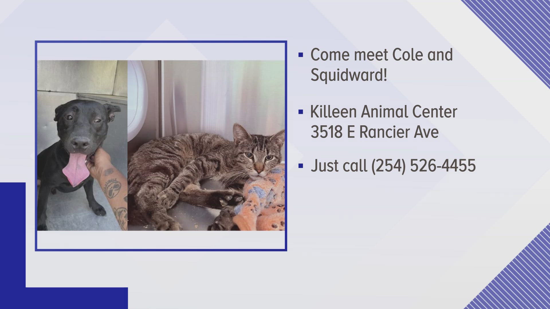 Texas Today is highlighting this weeks Perfect Pet up for adoption at the Killeen Animal Shelter. 