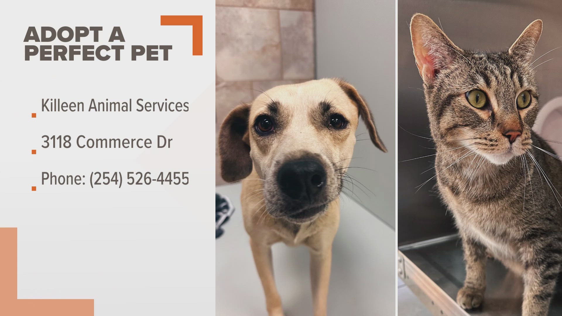 Sophia is a 4-year-old lab mix. Big Boy is a 4-year-old brown tabby cat. 