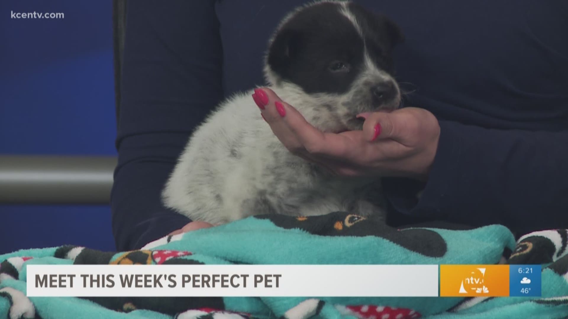 This 9-week-old Australian Cattle Dog is looking for a permanent home from the Humane Society of Central Texas.