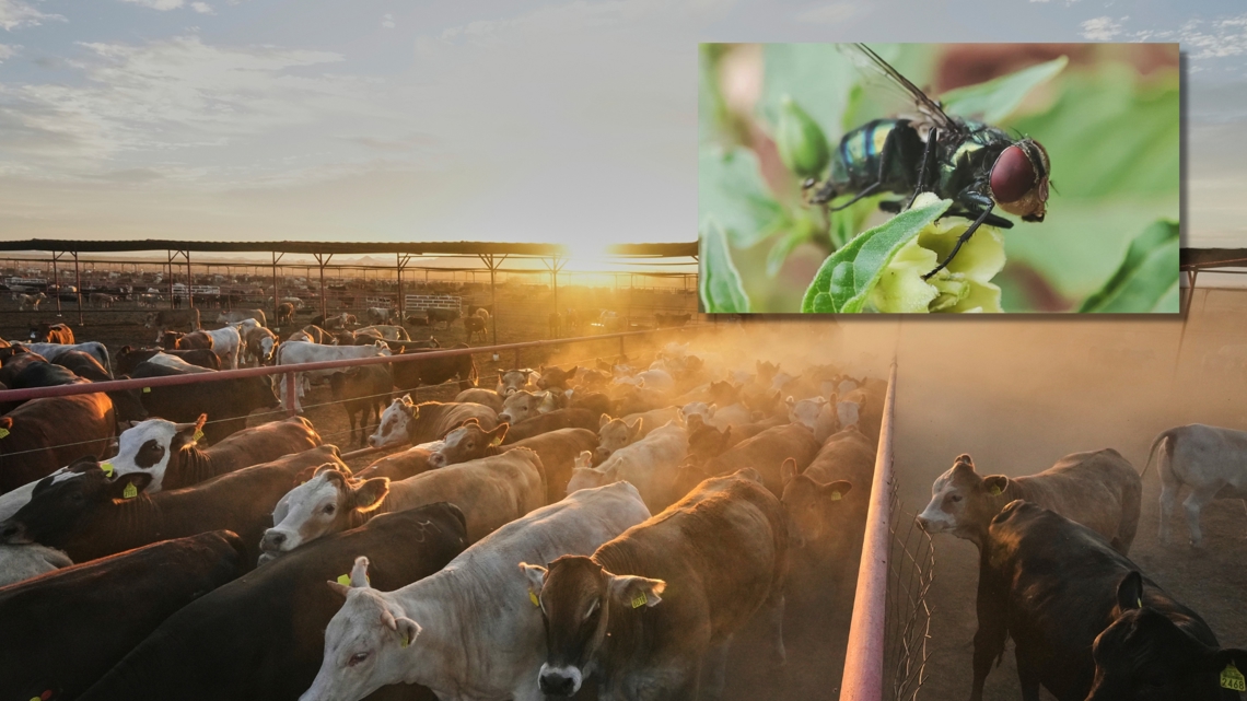 Texas on high alert as flesh-eating parasite raises fears among cattle industry