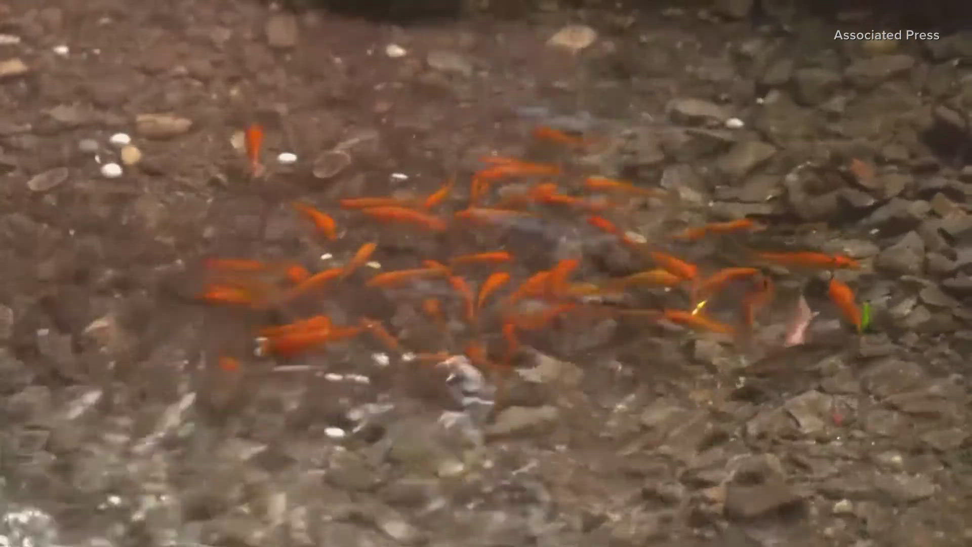 After a pool formed by a leaky fire hydrant in Brooklyn, some residents got creative and added a few new residents to the water.