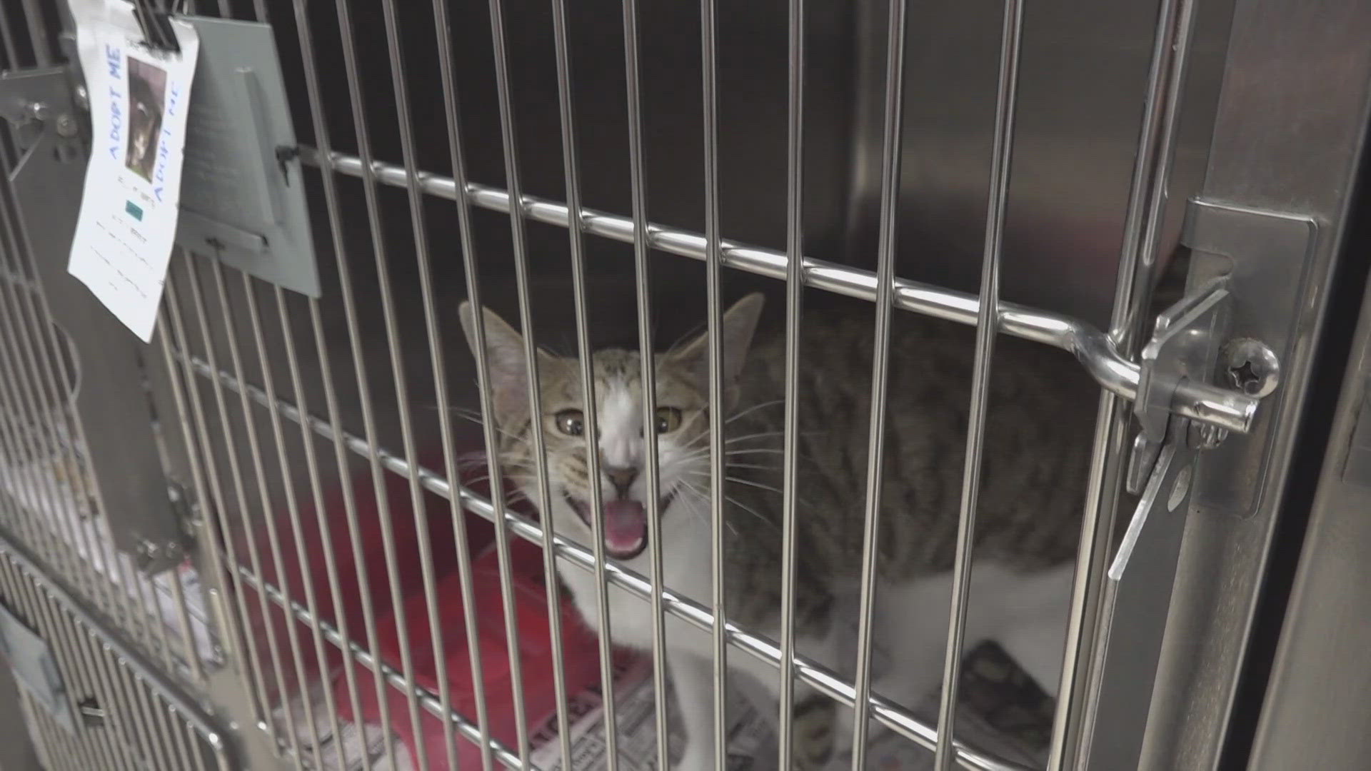 Today a local lawmaker held a discussion about helping make the shelter “no kill”.