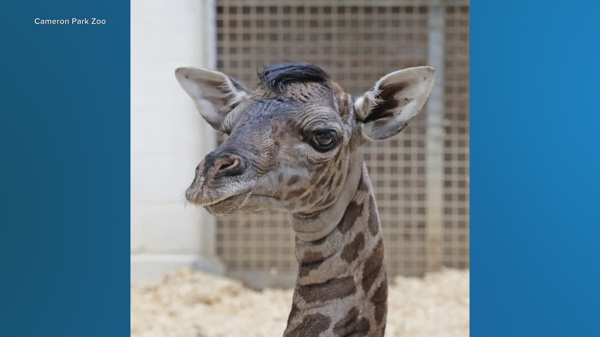 Community members will have a chance to vote on the baby giraffe's name throughout the next couple of weeks.