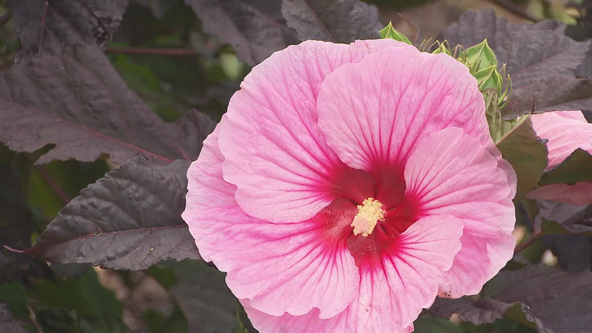 Gardeners say it's a matter of trial and error.