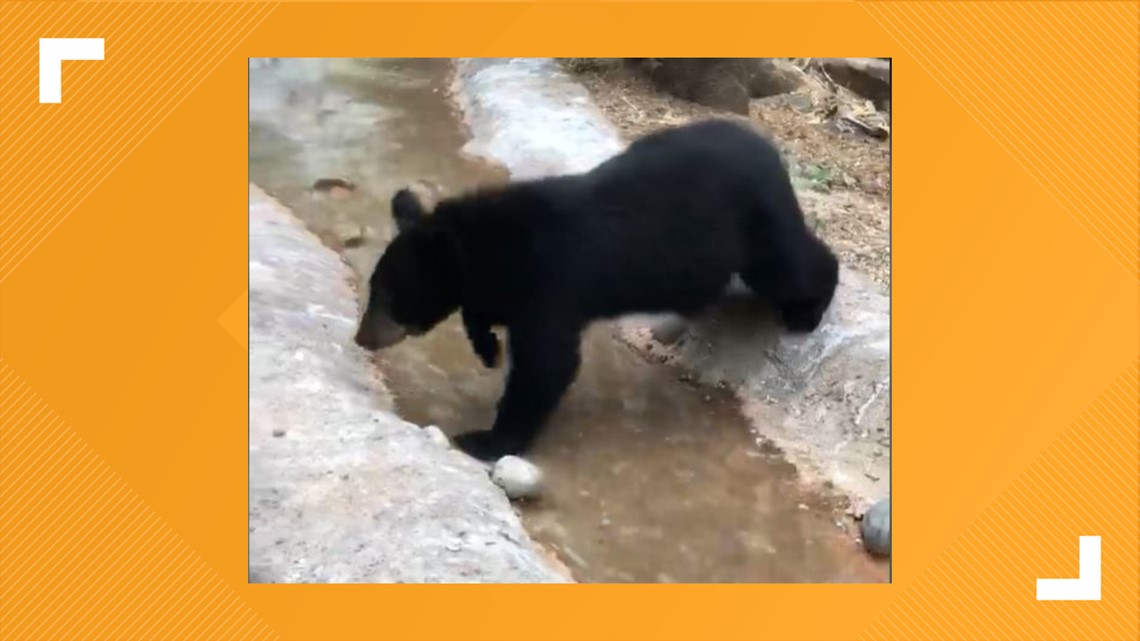 アメリカクロクマの救助個体 動物園に搬入 動物園 水族館の動物福祉を学びたい人のためのサイト Zawaw