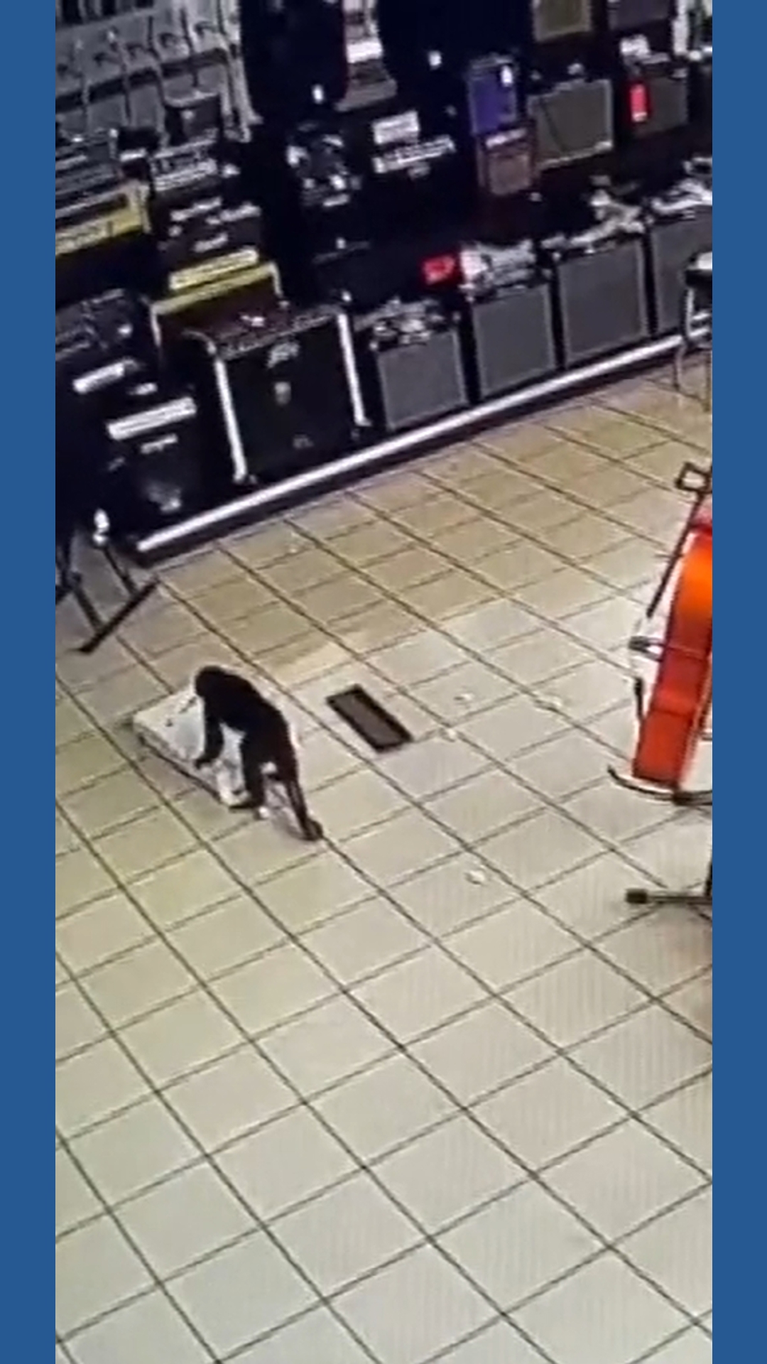 Monkeys Rampaging Escaped Capuchin Monkey Captured After Wild Rampage Inside Tennessee ...