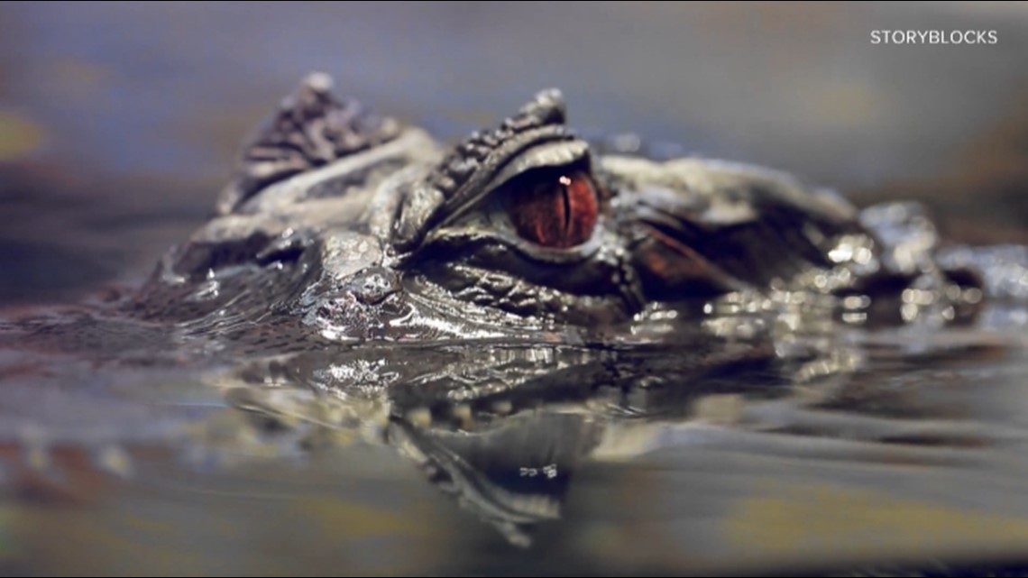Yes, alligators can be found in Bell County - Vimarsana News