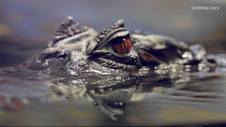 Local photos of alligators spark curiosity, garner attention