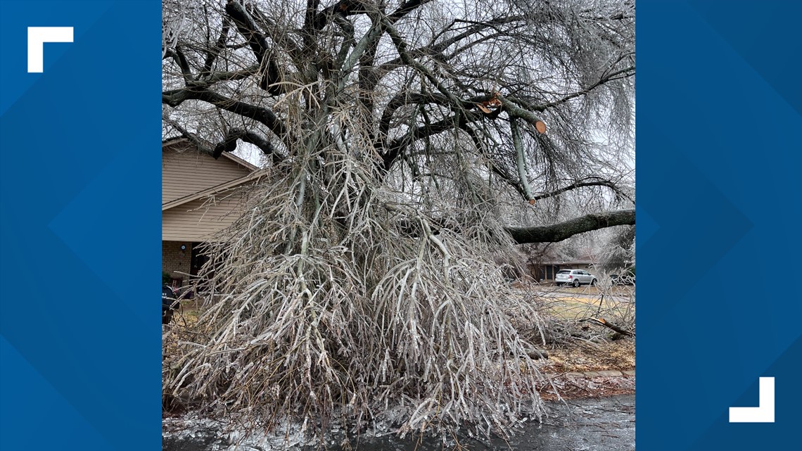 As ice begins to fall, hundreds of trees go down with it