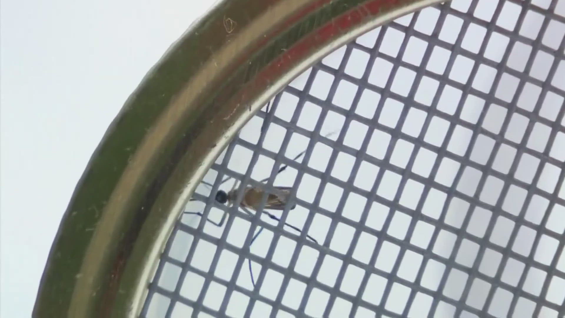 6 News spoke with an expert about why mosquitos become more prominent around this time of year.