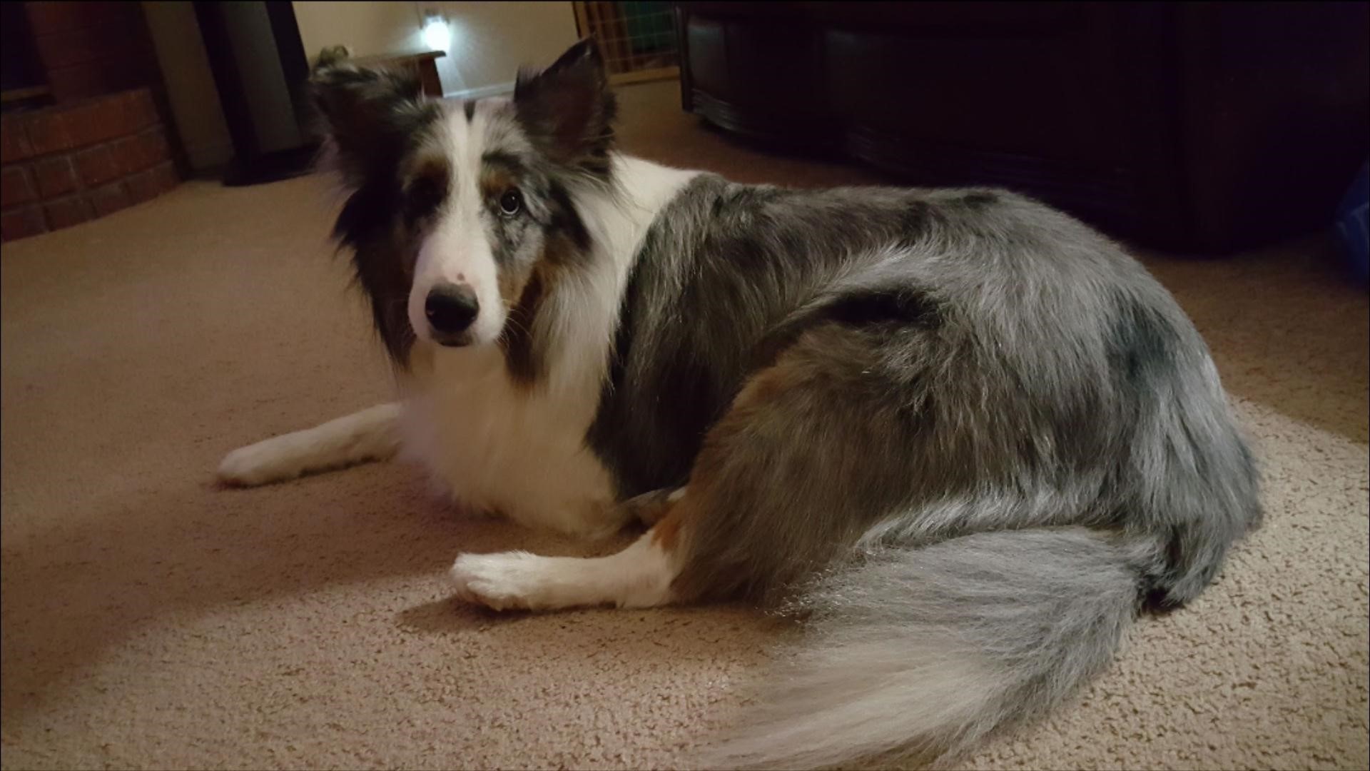 Meagan Jackson, Harley's owner, said the blue merle sheltie helps her 8-year-old son Conner. Conner is nonverbal because of a disabilty. The dog played a huge role in comforting Conner when he's feeling low.